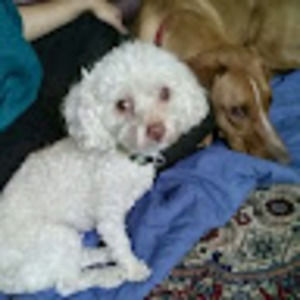 Meet your Posher, Candace